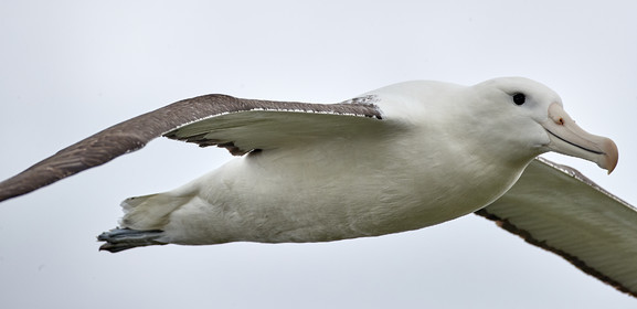 18_025537-Royal Alabtros