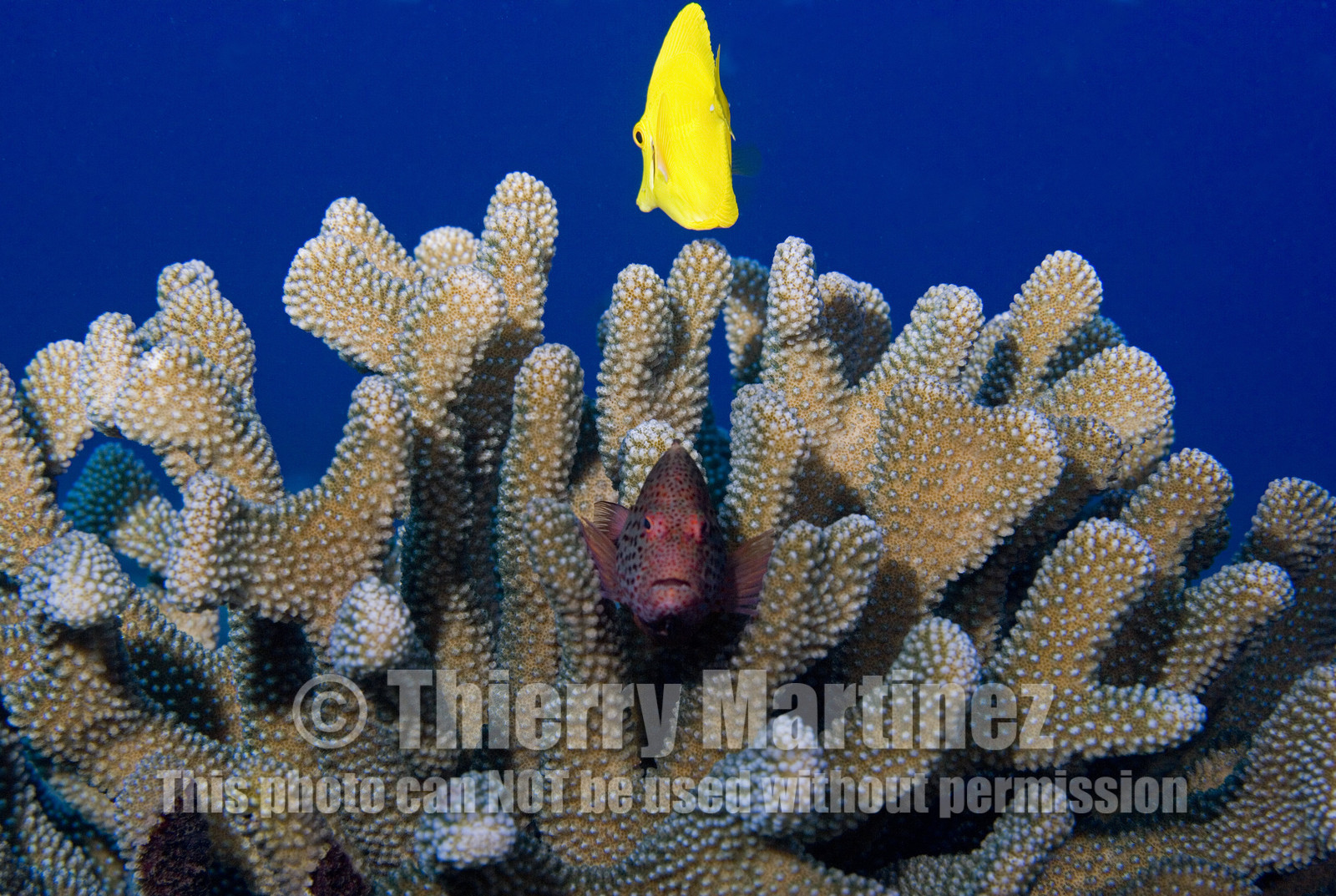 Diving in Maui HAWAII - USA . Jan 2007.