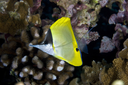 Diving in MAUI- Hawaii.