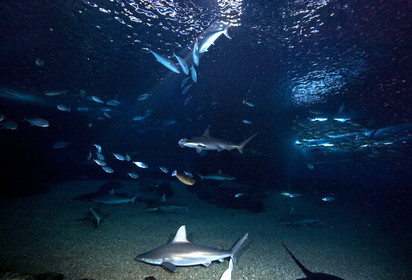 Diving in Maui HAWAII - USA . Jan 2007.