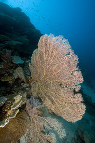 Diving In Maldives Feb March 2007.