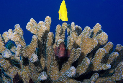 Diving in Maui HAWAII - USA . Jan 2007.
