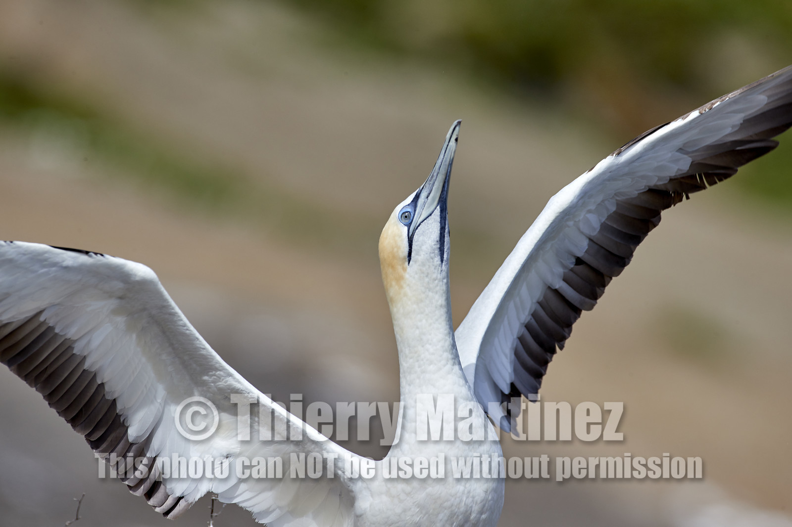 18_030161  ©ThMartinez Sea&Co.  MURIWAI BEACH - NORTH ISLAND. NEW ZEALAND . 11 March  2018. .Gannet ..