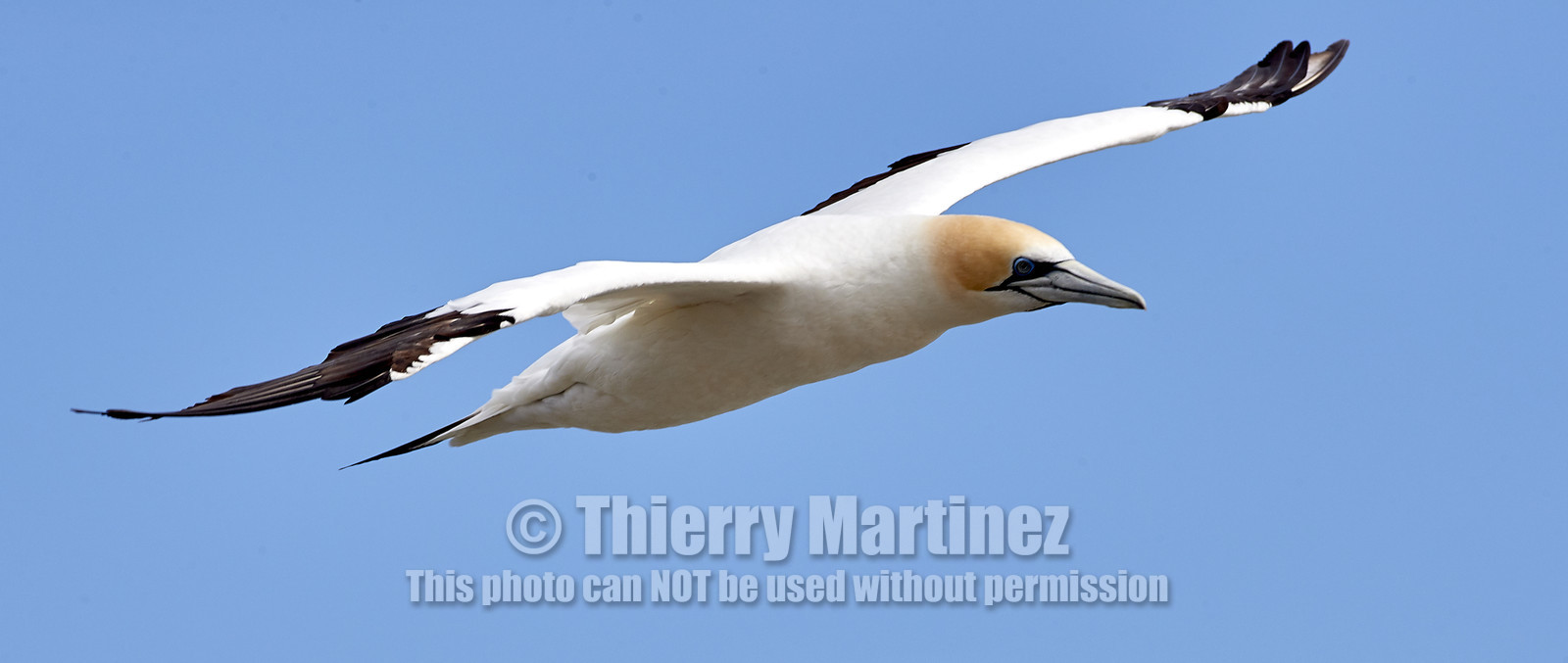 18_029224  ©ThMartinez Sea&Co.  MURIWAI BEACH - NORTH ISLAND. NEW ZEALAND . 11 March  2018. .Gannet ..