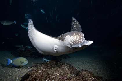 Diving in Maui HAWAII - USA . Jan 2007.