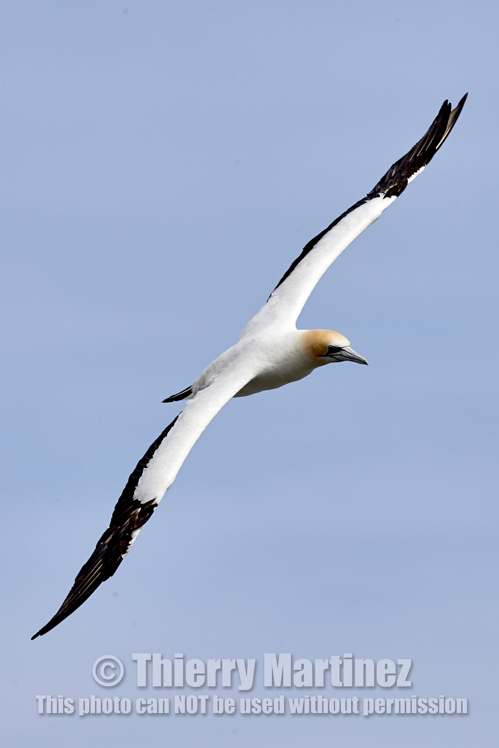 18_029218  ©ThMartinez Sea&Co.  MURIWAI BEACH - NORTH ISLAND. NEW ZEALAND . 11 March  2018. .Gannet ..