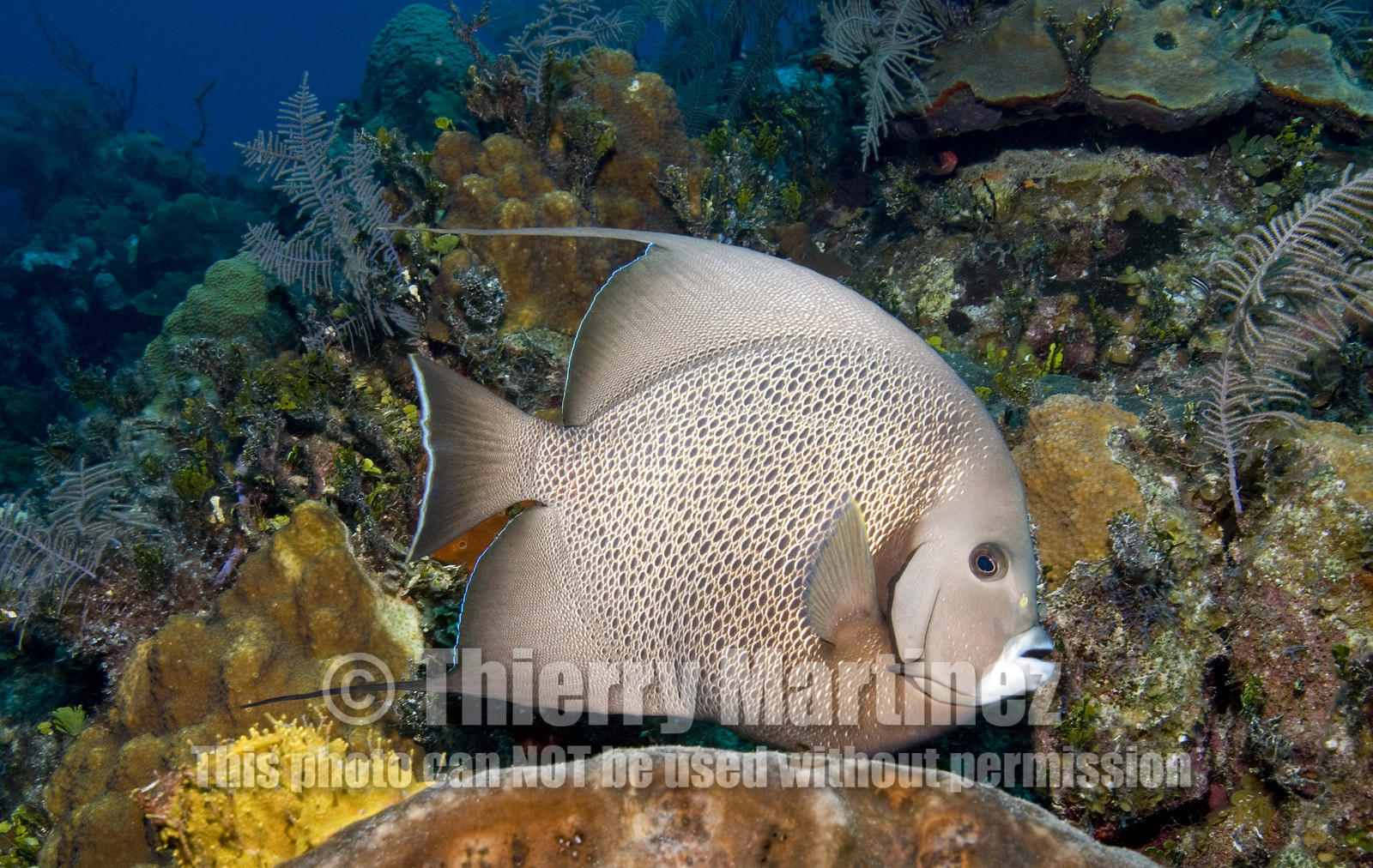 DIVING IN BAHAMAS- JAN 2007