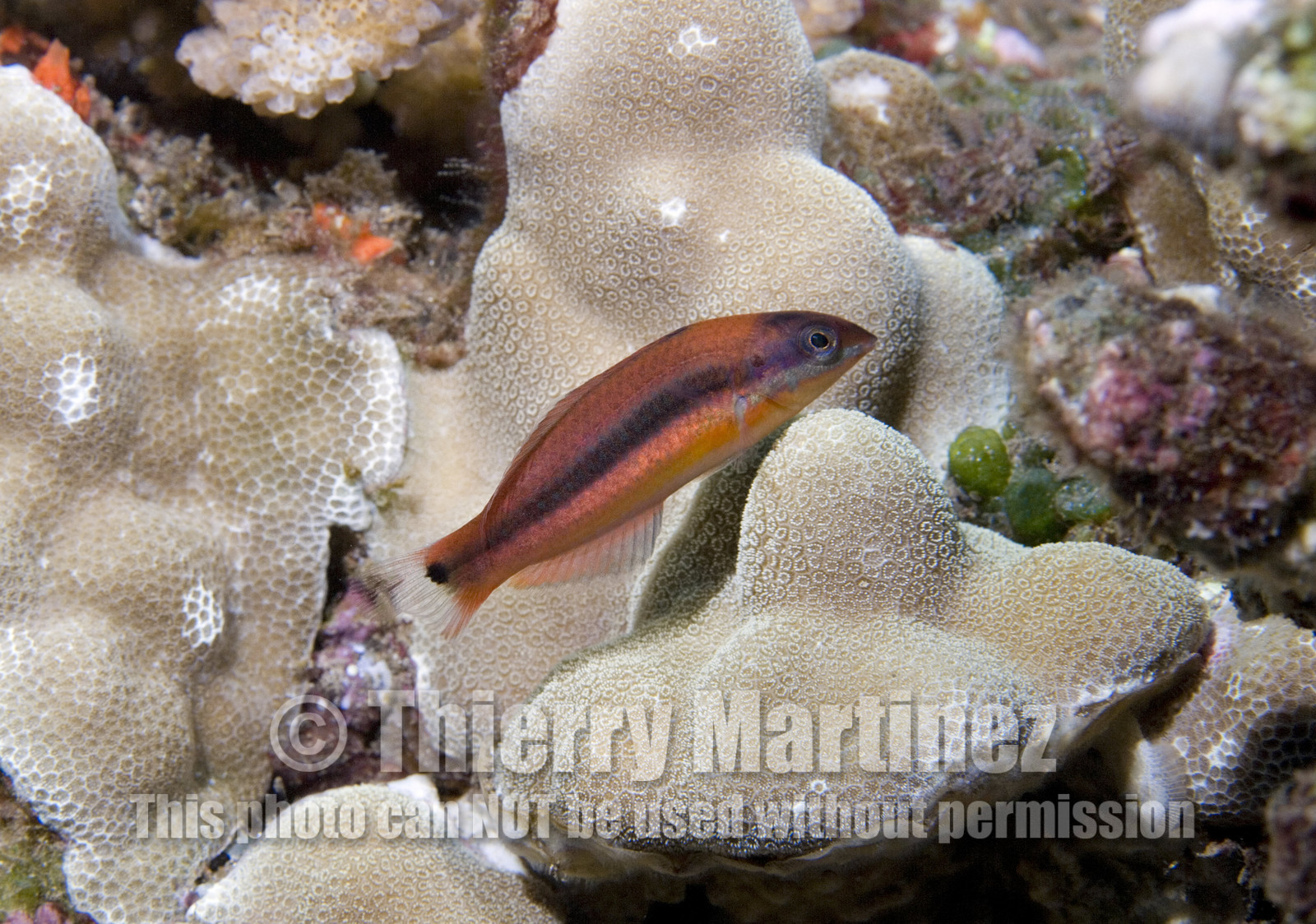 Diving in Maui HAWAII - USA . Jan 2007.