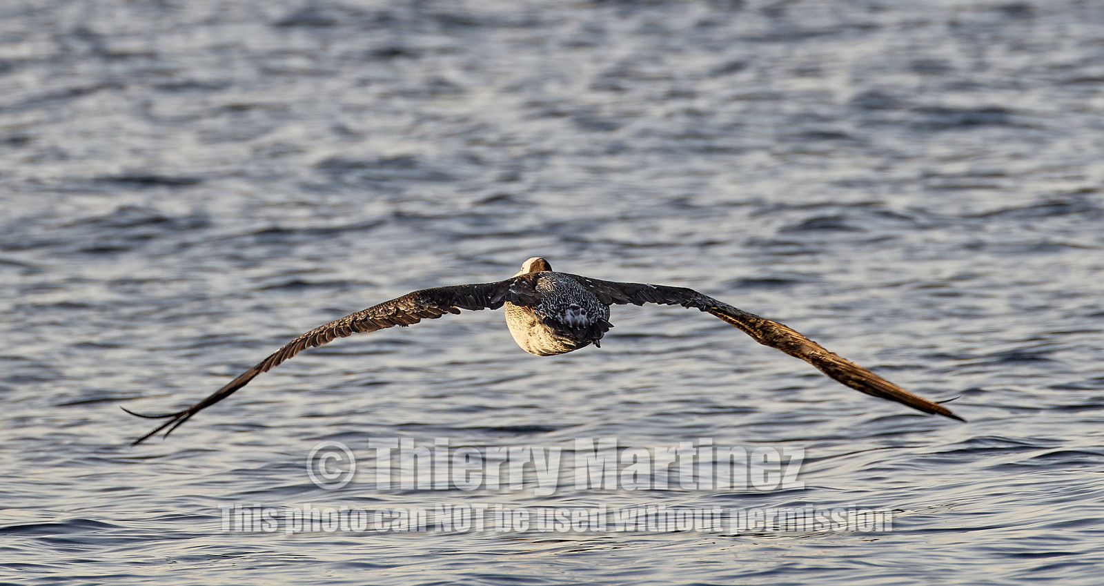 THM-18_043462_ZAPALLAR