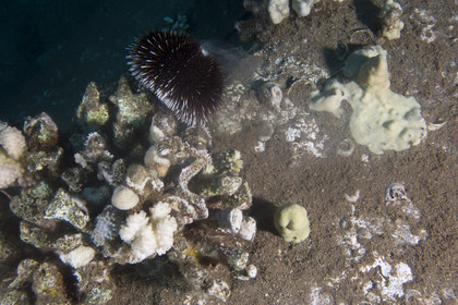 Diving in Maui - Hawaii.