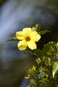 15_023491  ©ThMartinez Sea&Co.  HUAHINE - ILES SOUS LE VENT. POLYNESIE FRANCAISE . 31 January 2015. .Village de FARE.