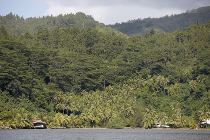 15_025068  ©ThMartinez Sea&Co.  RAIATEA - ILES SOUS LE VENT. POLYNESIE FRANCAISE .  2 Février 2015. ..FERME PERLIERE