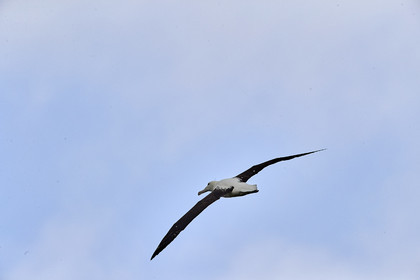 18_025191-Royal Alabtros