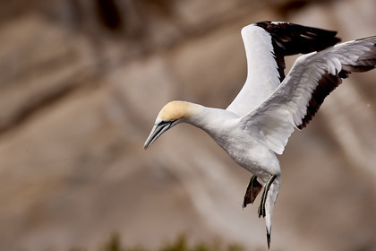 18_029326  ©ThMartinez Sea&Co.  MURIWAI BEACH - NORTH ISLAND. NEW ZEALAND . 11 March  2018. .Gannet ..