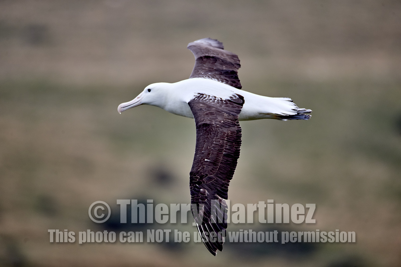 18_025437-Royal Alabtros