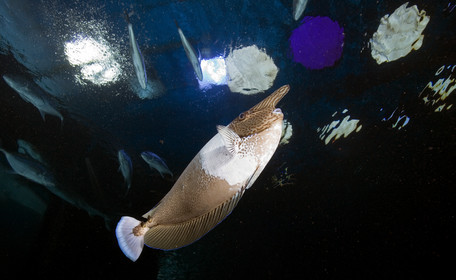 Diving in Maui HAWAII - USA . Jan 2007.