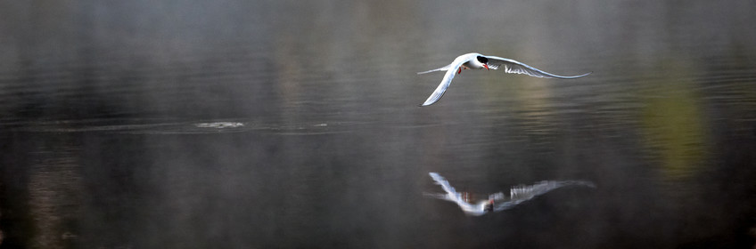 Marais du Brénéguy - Locmariaquer