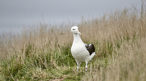 18_026306-Royal Alabtros