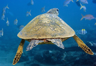 Diving in Maui HAWAII - USA . Jan 2007.