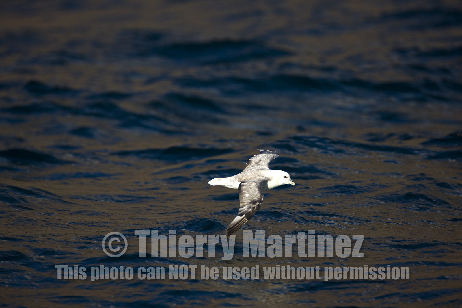 Schooner LA LOUISE sailing on west coast of Greenland.