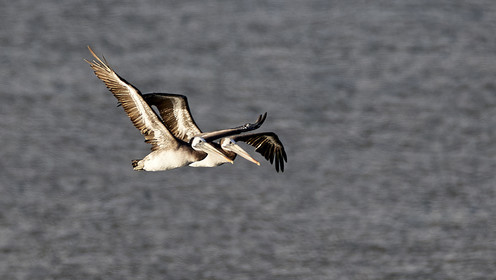 THM-18_043002_ZAPALLAR