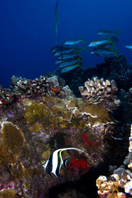Diving in Maui - Hawaii.