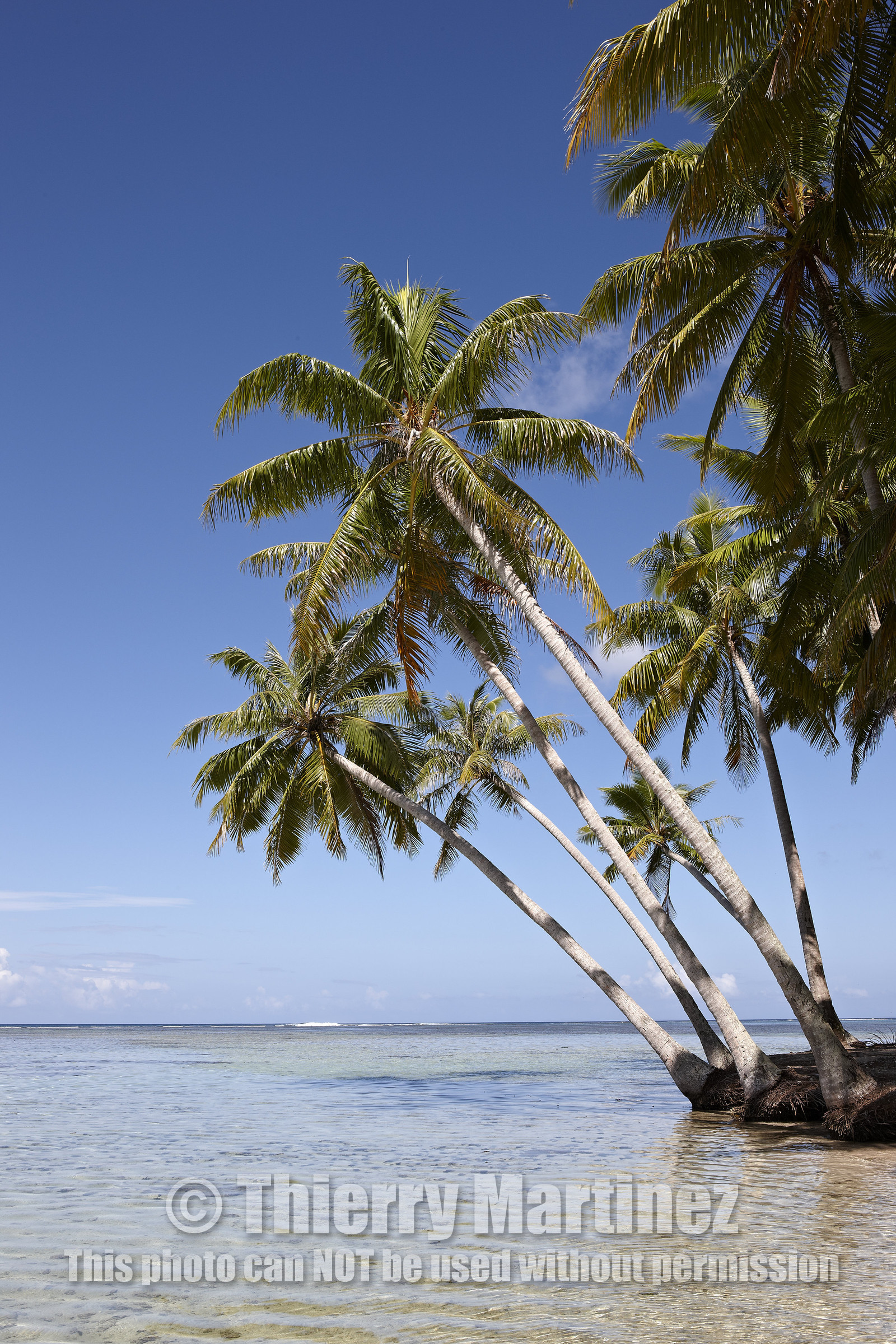 15_024900  ©ThMartinez Sea&Co.  RAIATEA - ILES SOUS LE VENT. POLYNESIE FRANCAISE .  2 Février 2015. ..MOTU dans le lagon de Raiatea.
