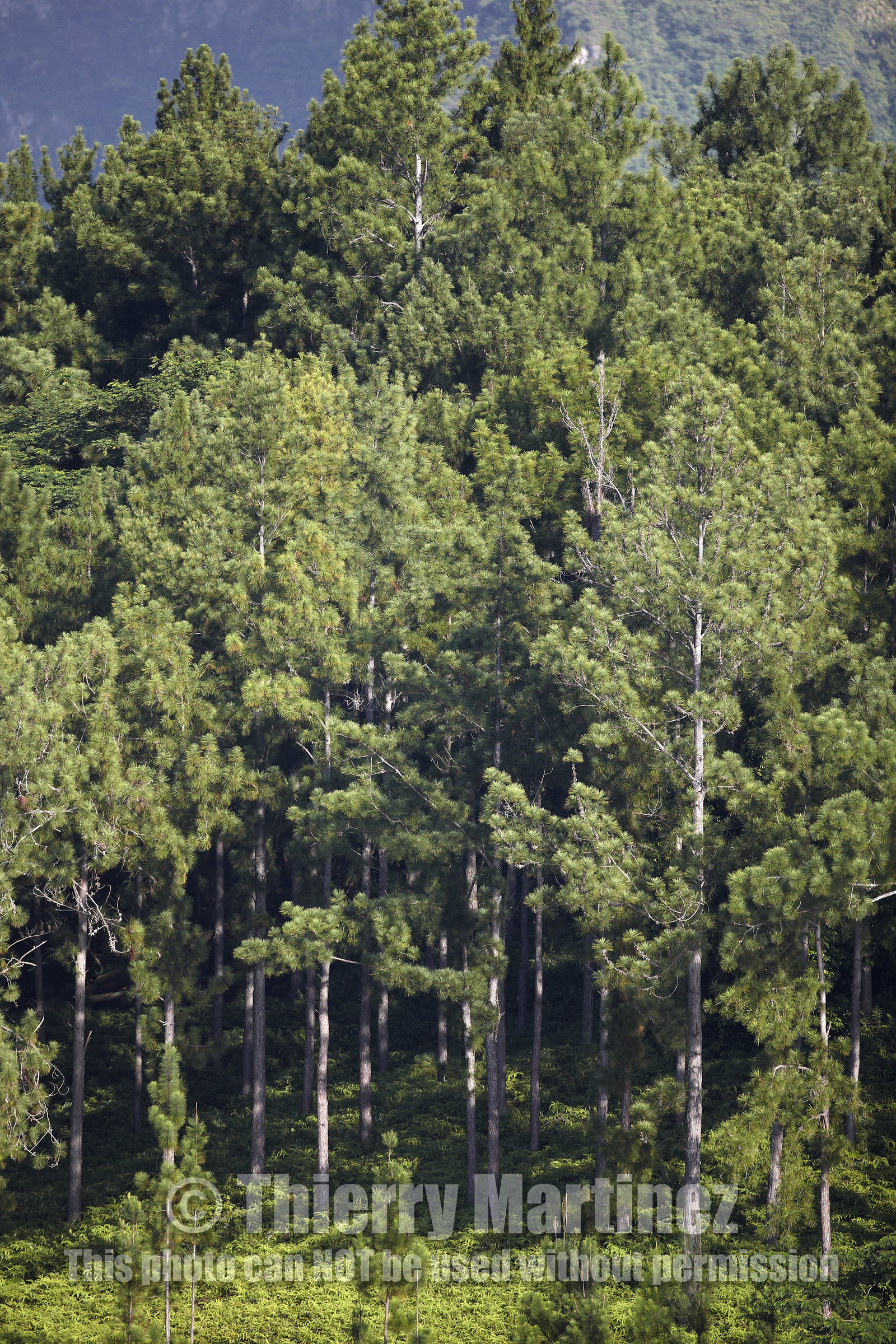 15_025268  ©ThMartinez Sea&Co.  RAIATEA - ILES SOUS LE VENT. POLYNESIE FRANCAISE .  2 Février 2015. ..
