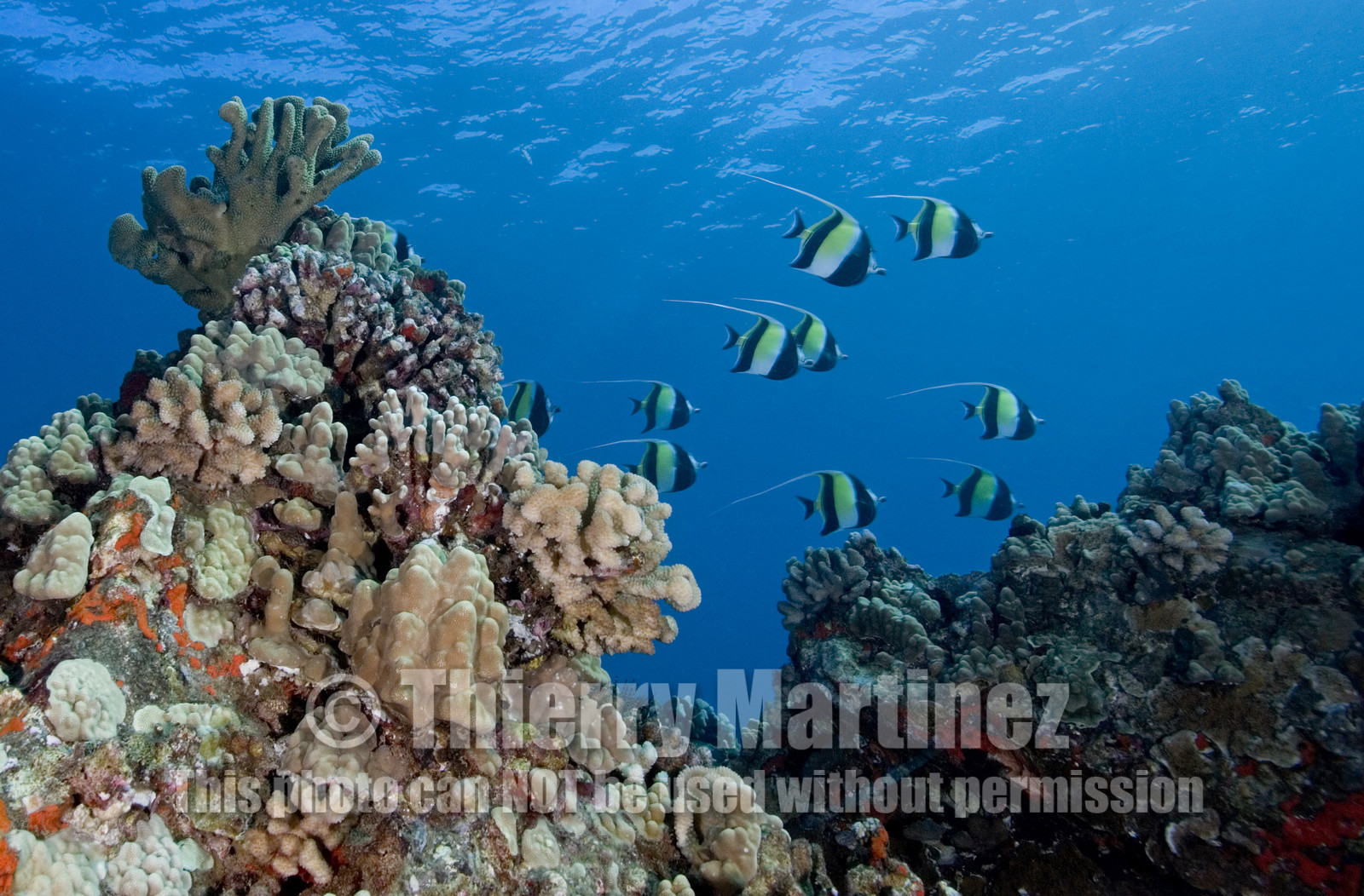 Diving in Maui HAWAII - USA . Jan 2007.