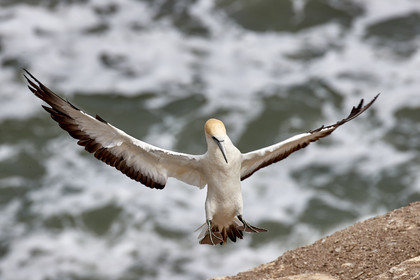 18_029163  ©ThMartinez Sea&Co.  MURIWAI BEACH - NORTH ISLAND. NEW ZEALAND . 11 March  2018. .Gannet ..
