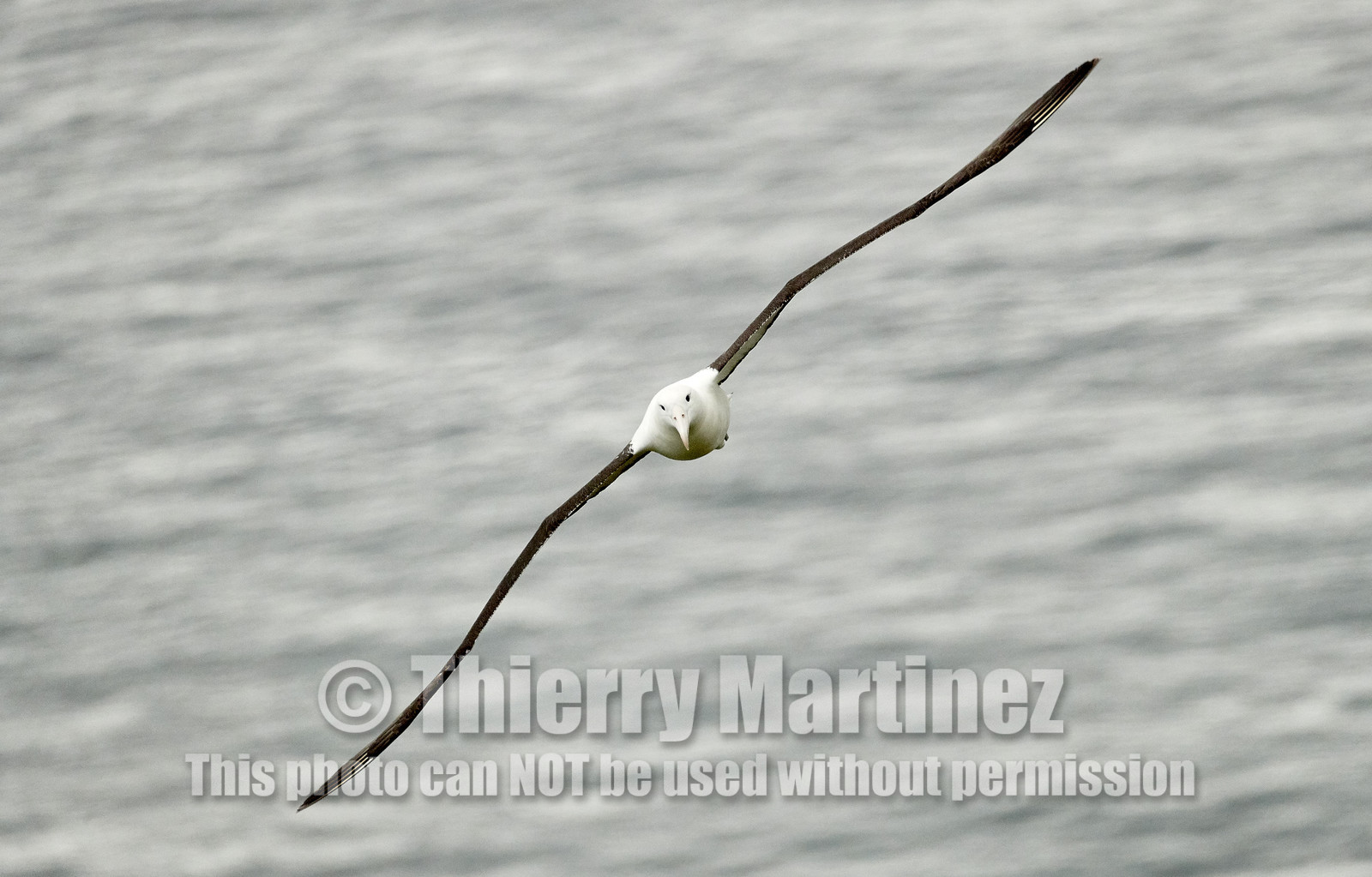 18_026198-Royal Alabtros