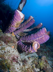 DIVING IN BAHAMAS- JAN 2007