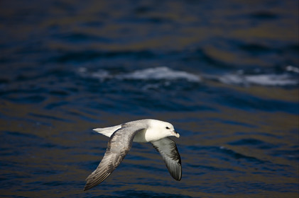 Schooner LA LOUISE sailing on west coast of Greenland.