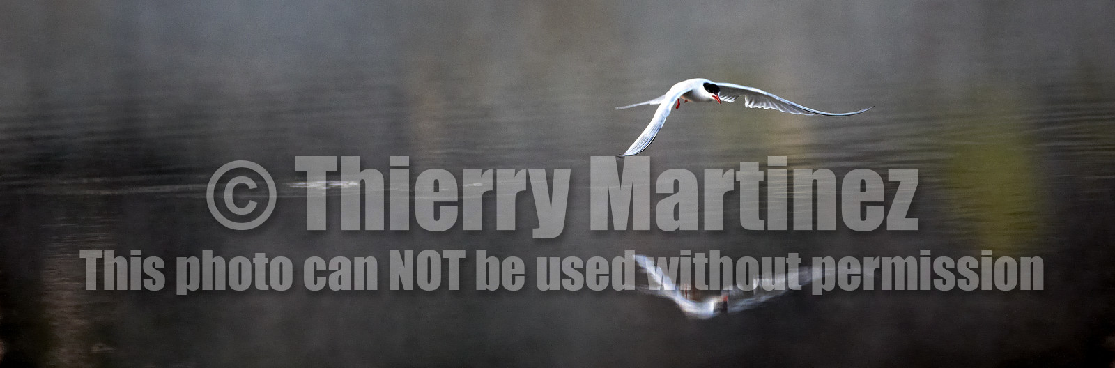 Marais du Brénéguy - Locmariaquer