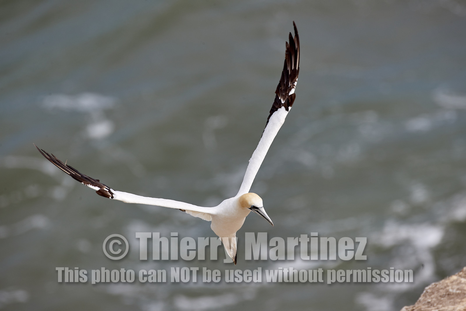 18_029412  ©ThMartinez Sea&Co.  MURIWAI BEACH - NORTH ISLAND. NEW ZEALAND . 11 March  2018. .Gannet ..