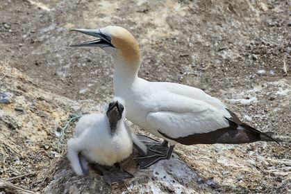18_030339  ©ThMartinez Sea&Co.  MURIWAI BEACH - NORTH ISLAND. NEW ZEALAND . 11 March  2018. .Gannet ..