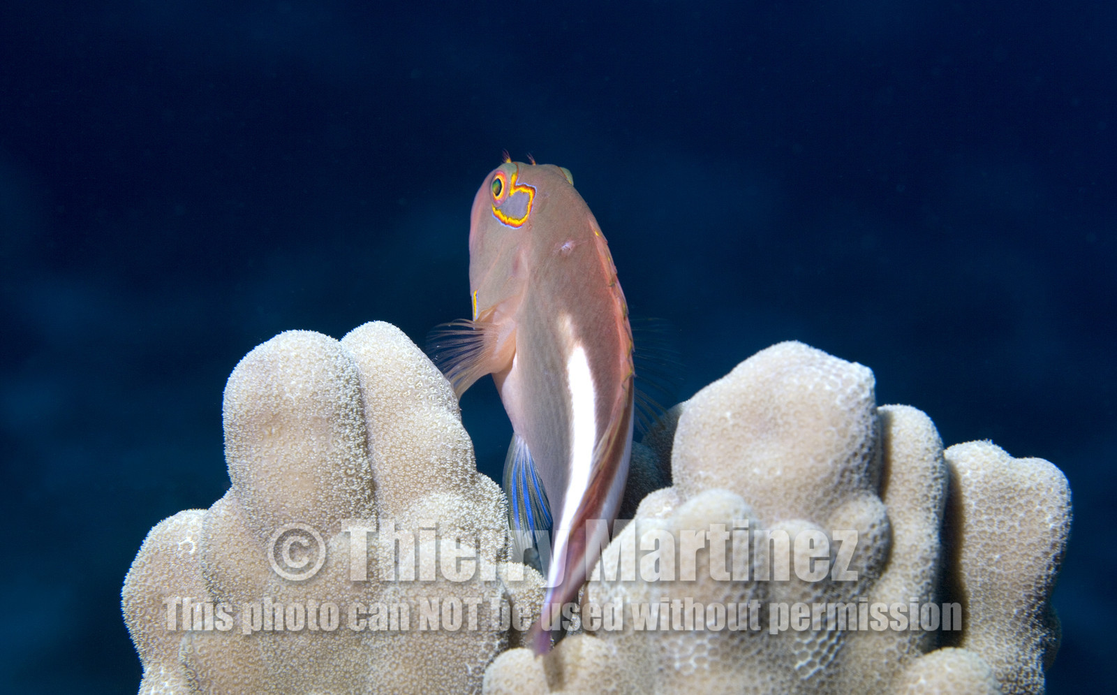 Diving in Maui HAWAII - USA . Jan 2007.