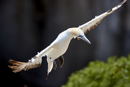 18_030233  ©ThMartinez Sea&Co.  MURIWAI BEACH - NORTH ISLAND. NEW ZEALAND . 11 March  2018. .Gannet ..