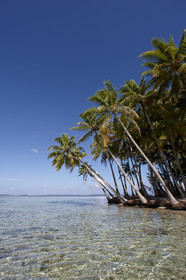 15_024824  ©ThMartinez Sea&Co.  RAIATEA - ILES SOUS LE VENT. POLYNESIE FRANCAISE .  2 Février 2015. ..