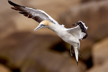 18_029318  ©ThMartinez Sea&Co.  MURIWAI BEACH - NORTH ISLAND. NEW ZEALAND . 11 March  2018. .Gannet ..