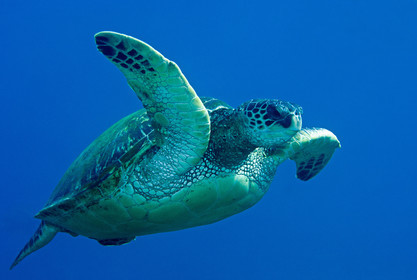 Diving in Maui HAWAII - USA . Jan 2007.