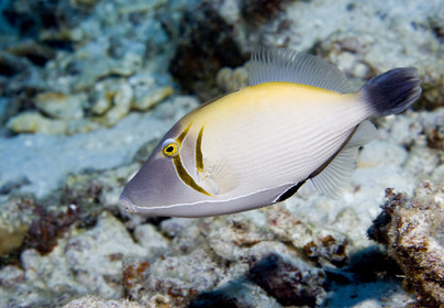 Diving in Maui HAWAII - USA . Jan 2007.