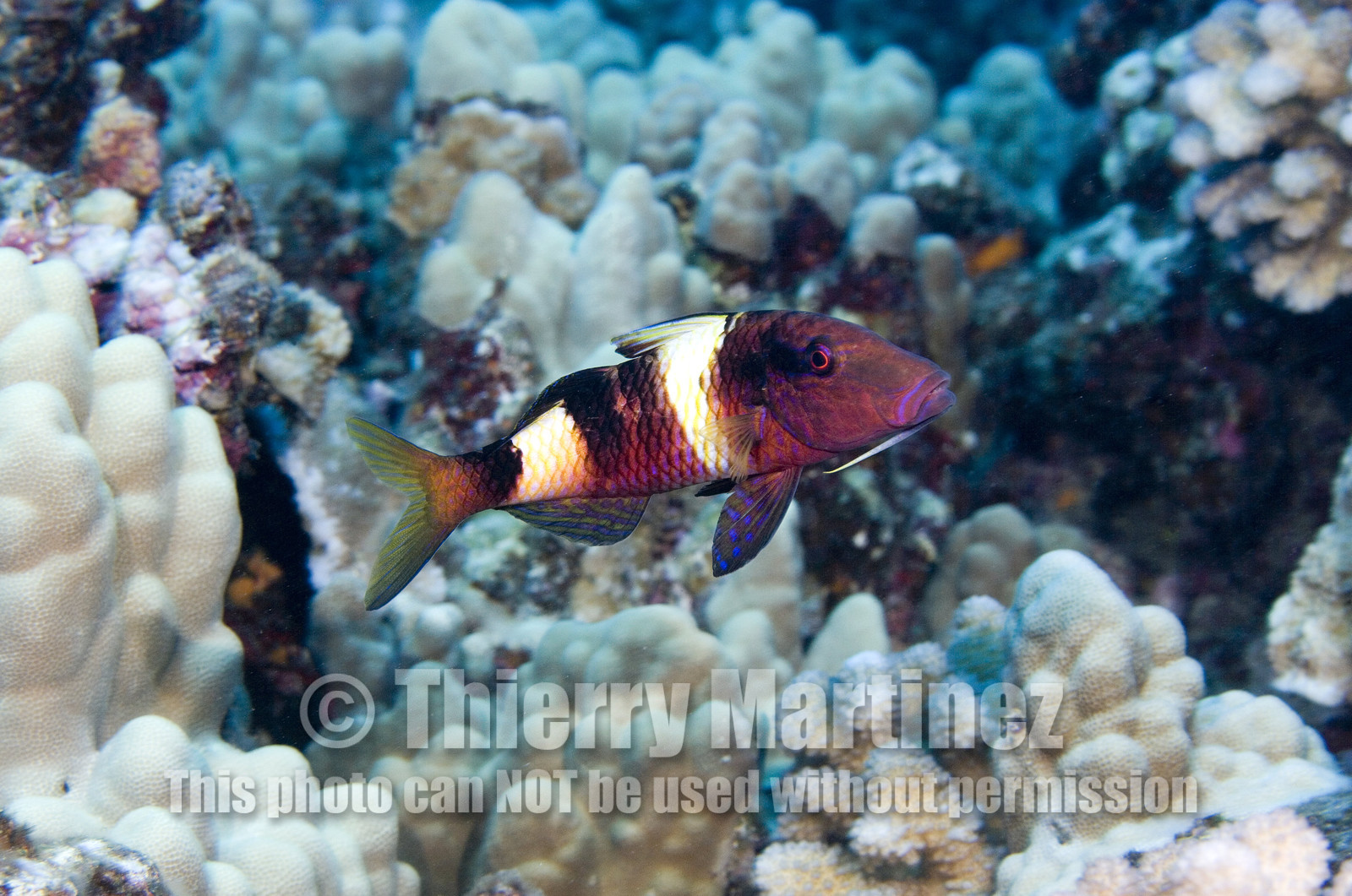 Diving in Maui HAWAII -USA . Jan 2007.
