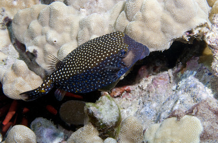 Diving in Maui HAWAII - USA . Jan 2007.