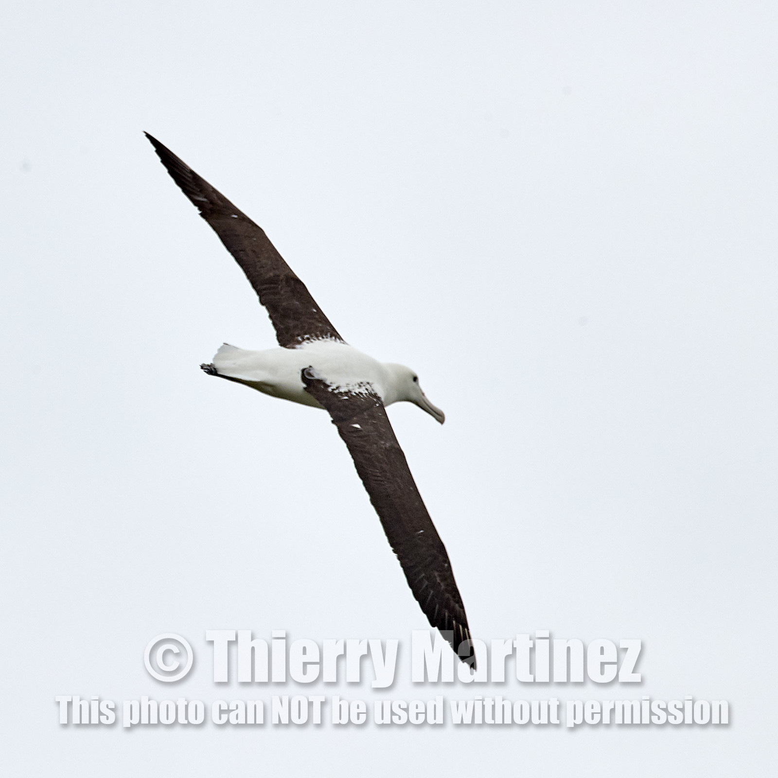 18_025386-Royal Alabtros