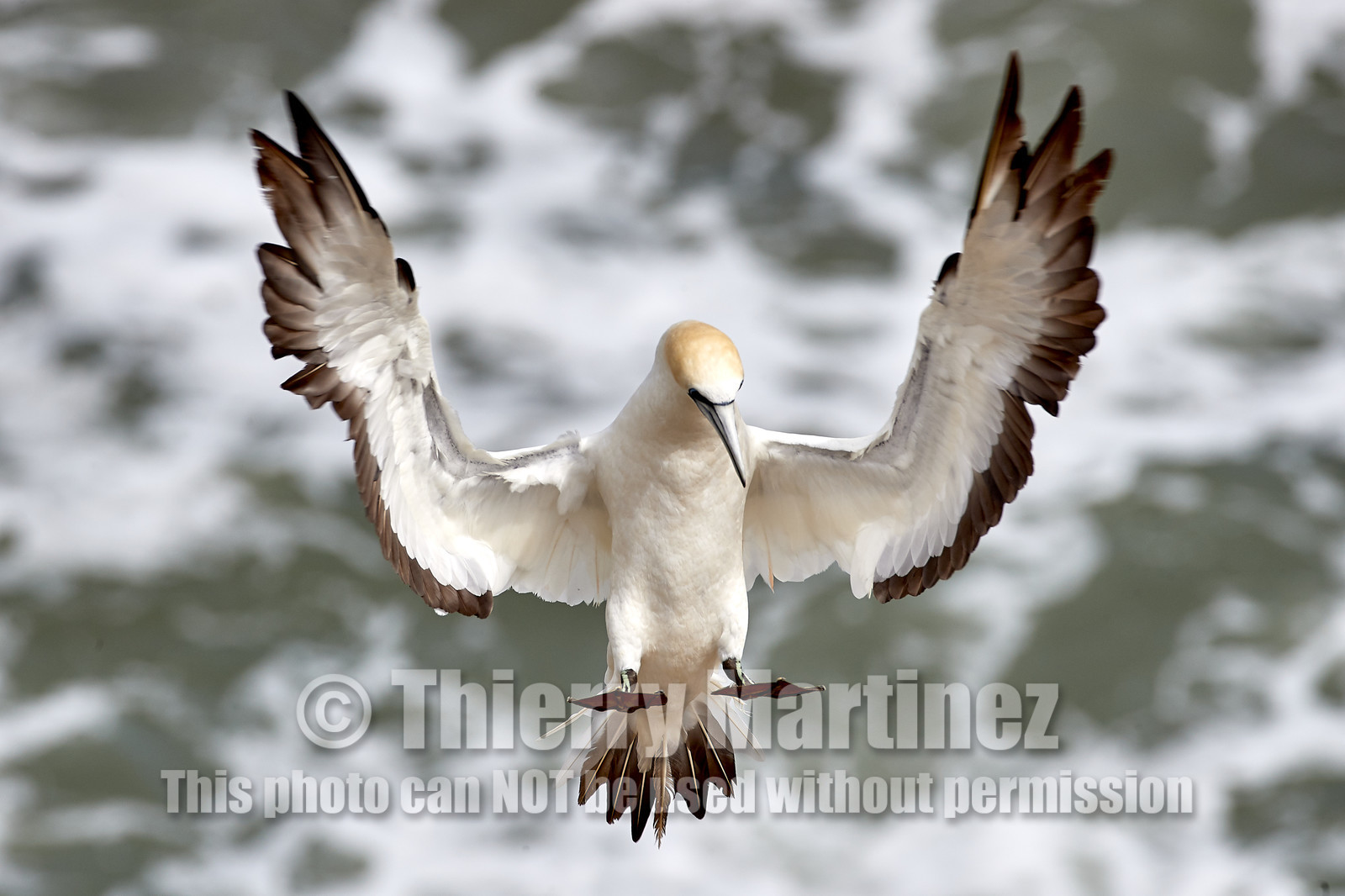 18_029161  ©ThMartinez Sea&Co.  MURIWAI BEACH - NORTH ISLAND. NEW ZEALAND . 11 March  2018. .Gannet ..