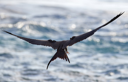 THM-18_039088_RANGIROA