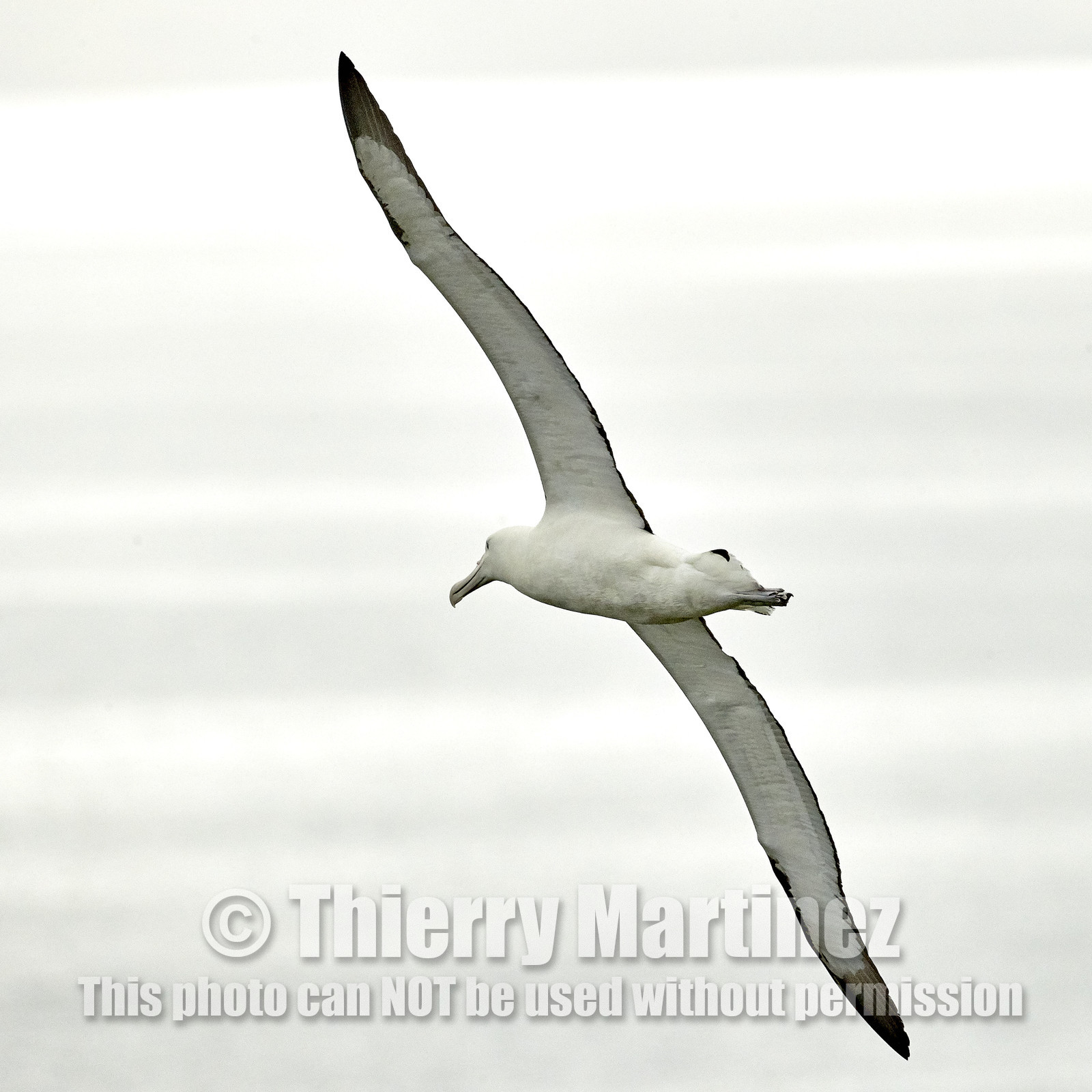 18_025784-Royal Alabtros