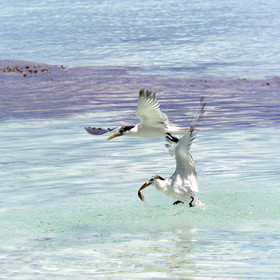 THM-18_040981_FAKARAVA