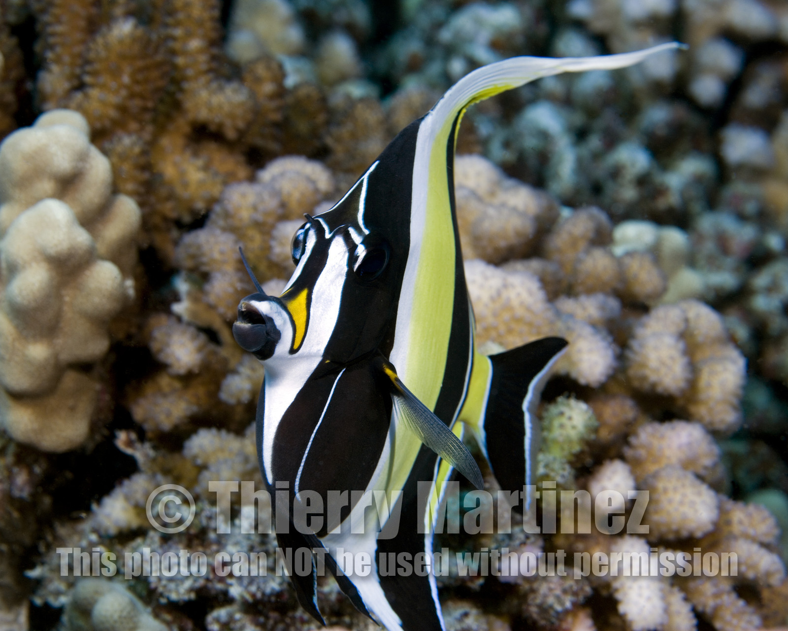 Diving in Maui HAWAII - USA . Jan 2007.